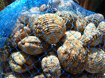 Shellfish Packaging